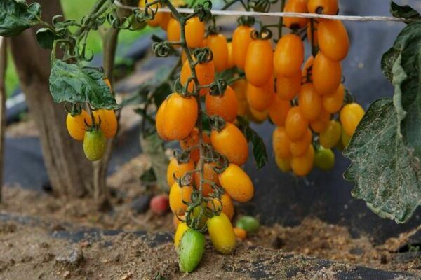 Tomates cerises: variétés
