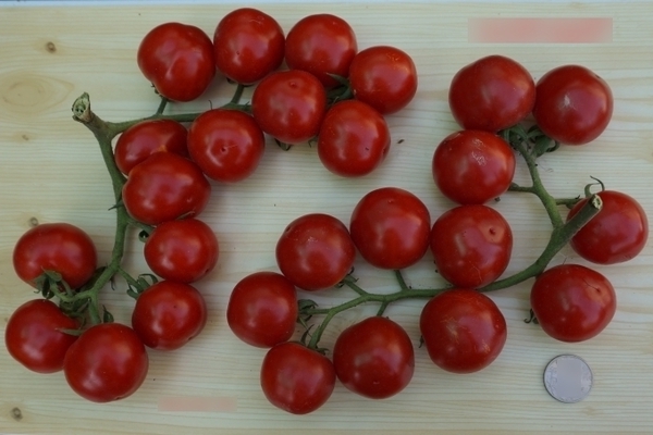 Tomato ceri: varieti