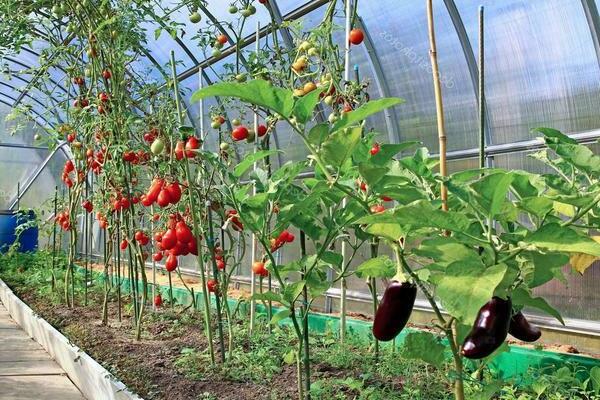 Tomater og auberginer i samme drivhus