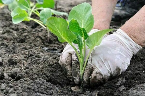 Å plante kål utendørs: de mest populære kåltypene