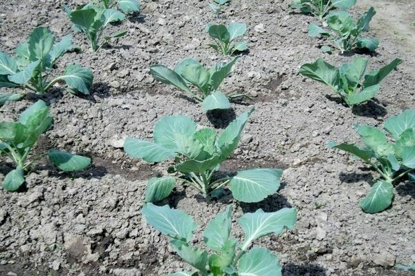 Planting cabbage in open ground with seedlings: in detail for different varieties and types