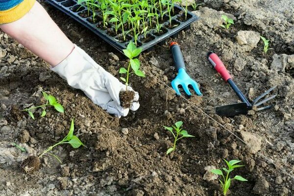 Planting peppers in open ground: when to plant seedlings