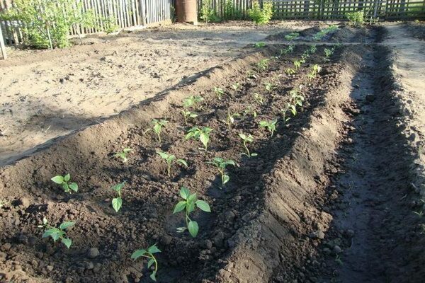 Planting pepper in open ground: choosing the right place for planting