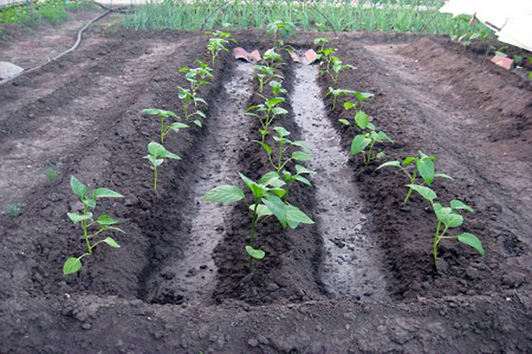 Watering pepper in the open field after planting