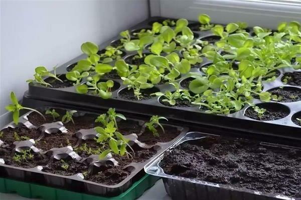 how to plant petunia seedlings
