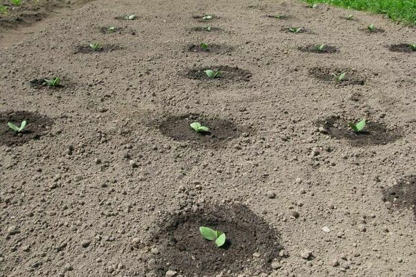 Pompoenen in de grond planten: een locatie kiezen en voorbereiden