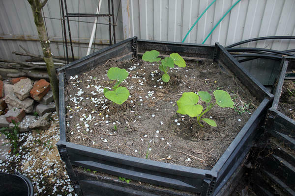 Plantar uma abóbora no solo em uma pilha de compostagem