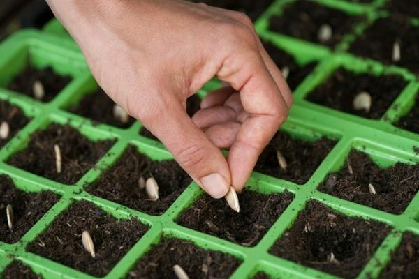 Plantar una carbassa a terra sobre un munt de compost