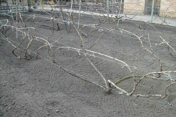 a que distância para plantar uvas