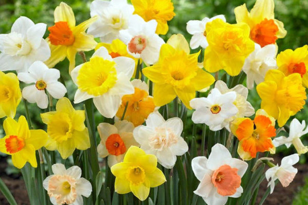 daffodil planting material