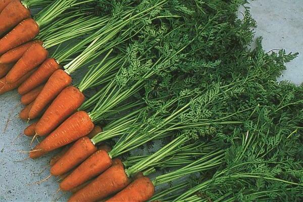 Моркови от шантане