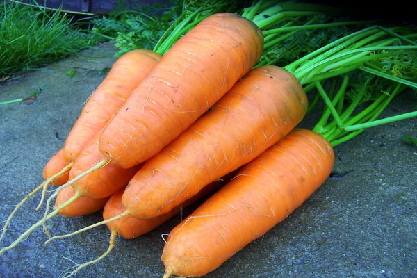 Моркови от шантане