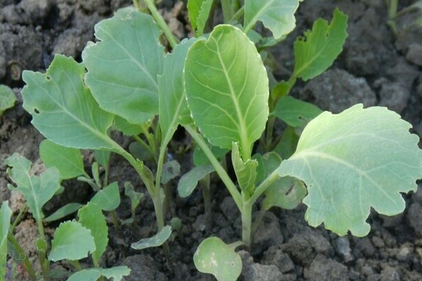 Seedling cabbage from seeds: choose a variety