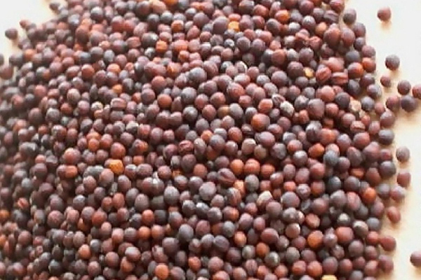 Chou de semis à partir de graines: nous achetons du matériel de plantation