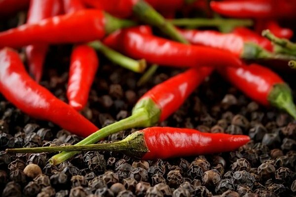 hot pepper seedlings