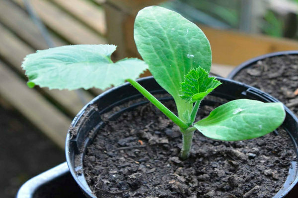Peraturan dan foto bibit labu dan zucchini yang semakin meningkat: anak benih zucchini