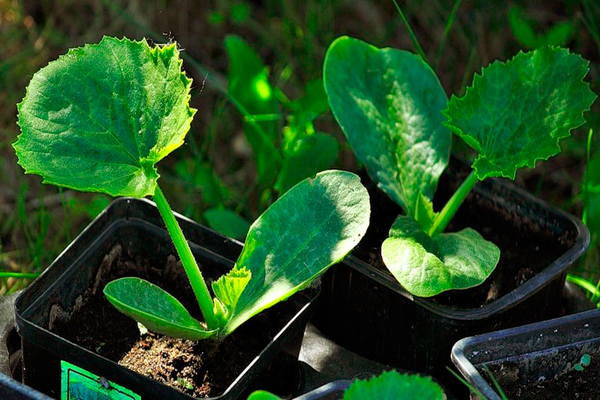 Sådan skelner du mellem squash og græskarfrøplanter