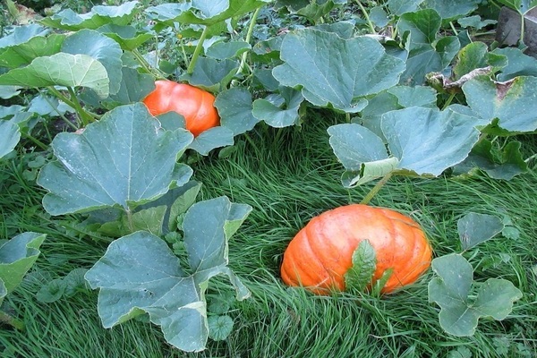 Anak benih labu, zucchini: ciri khas tumbuhan dan buah keluarga