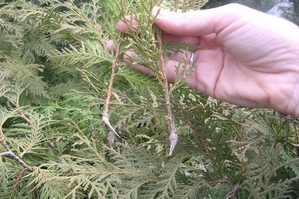 how to propagate thuja by cuttings