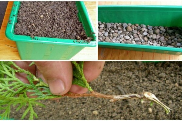 hvordan forplante thuja ved stiklinger