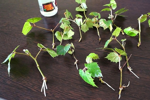 forplantning av druer innendørs