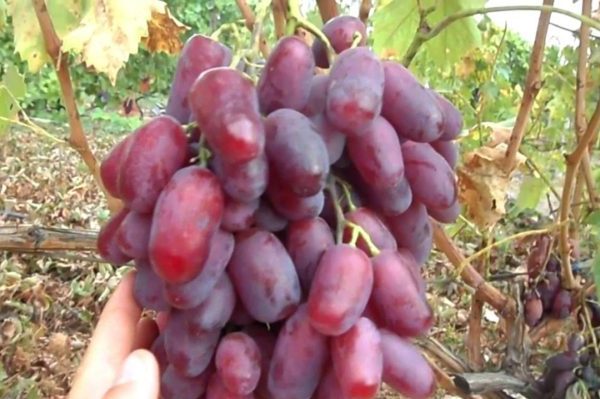 сорт грозде Ризамат