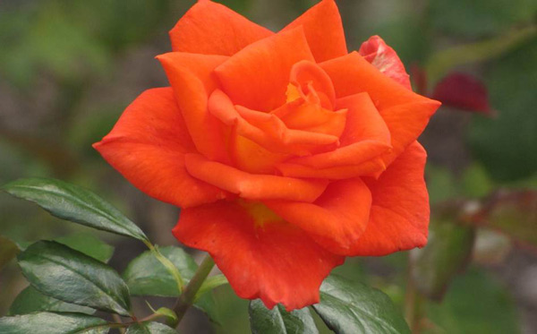 monica rose