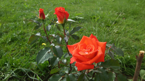 rose monica