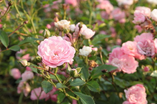 Peri Rose Pink