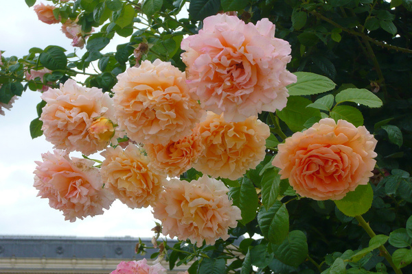 rožių polkos nuotrauka
