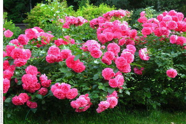 ruže rosearium utersen fotografia