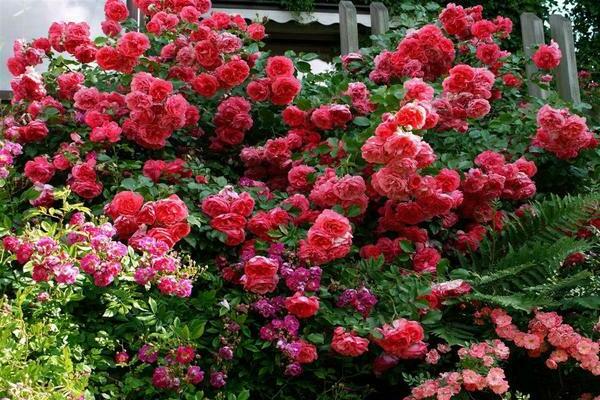 rose rosearium utersen beskrivelse