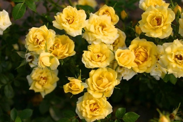 Роза жълта фея