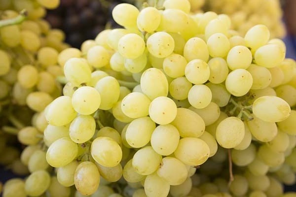 grape variety Rusbol