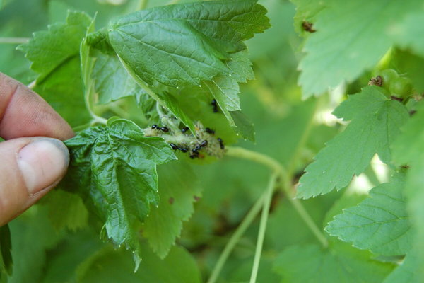 aphids and ants on currants