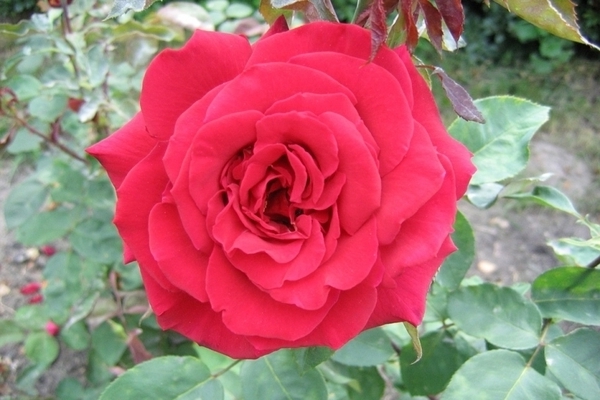 Rose grandiflore
