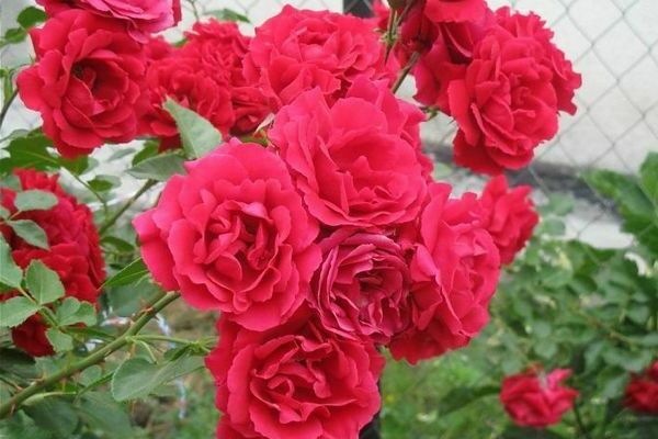 květiny růže santana