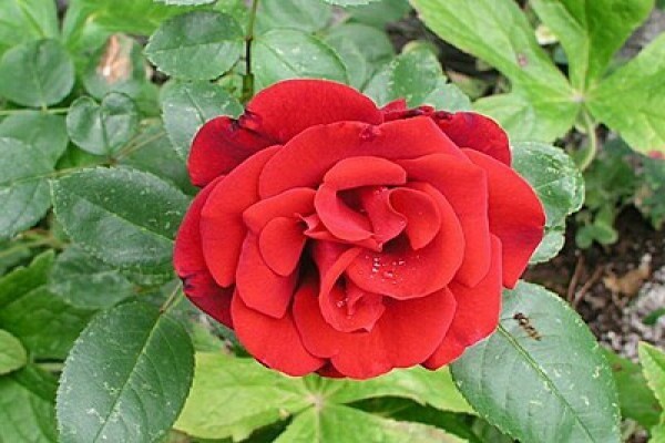 описание на роза сантана
