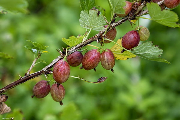 gooseberry picker