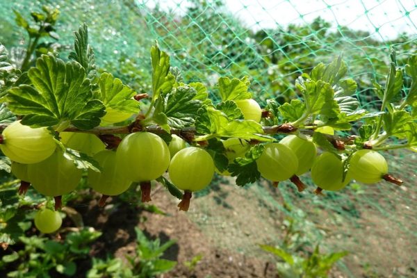 picking gooseberries with a plastic bottle