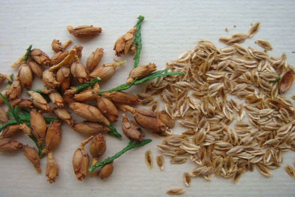Thuja seeds