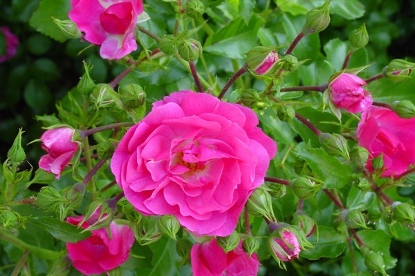 Hoa hồng hông