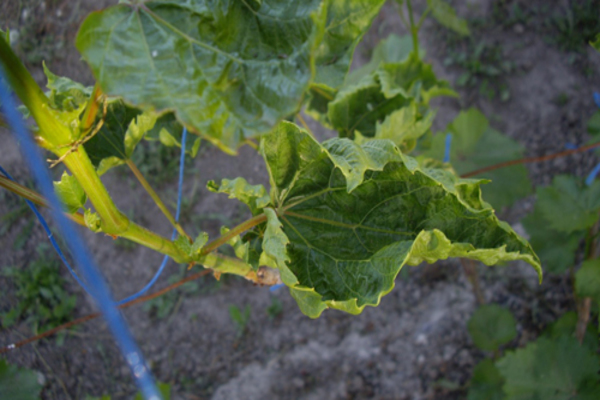 why do grape leaves curl