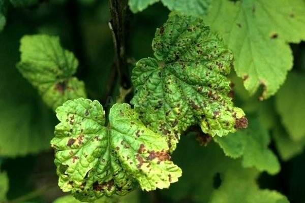 Taches arrondies sur les feuilles de cassis