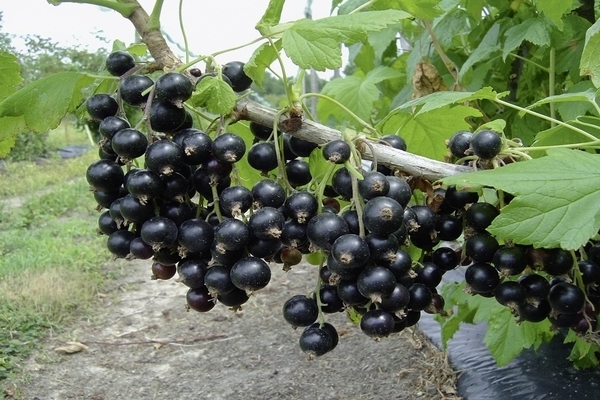 Egzotiniai juodieji serbentai: rekomendacijos auginimui
