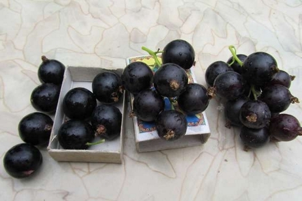 Отровно френско грозде: описание на плодове