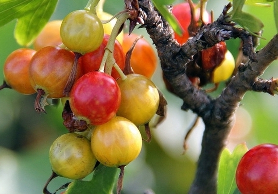 Golden currant: description of the appearance of the variety