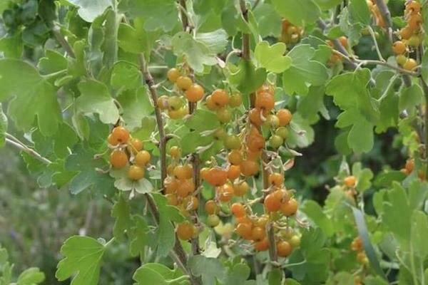 Groseille dorée: variétés, variétés