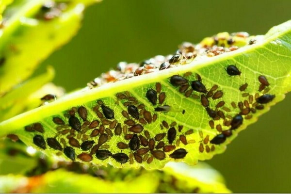 Soda against aphids: method of application
