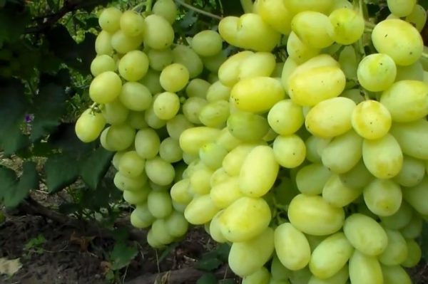 сортове грозде